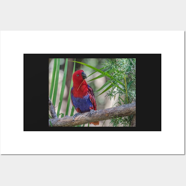 Rosella Wall Art by Bevlyn